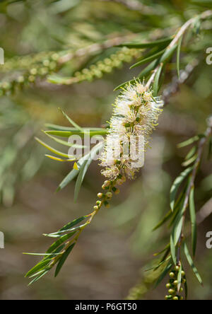 White bottlebrush fleurs plante Melaleuca salicina Banque D'Images