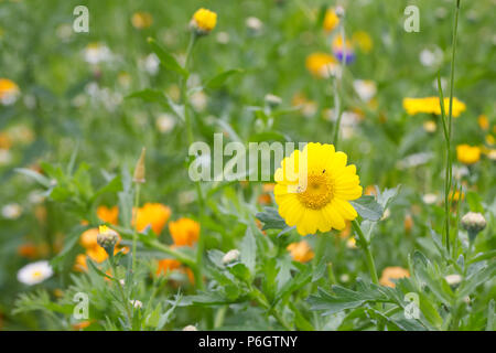 Chrysanthemum segetum dans une prairie de fleurs sauvages. Souci de maïs. Banque D'Images
