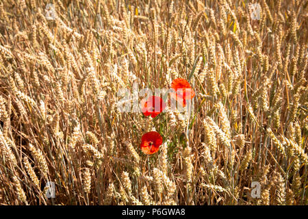 L'Allemagne, de pavot dans un champ de maïs, blé. Deutschland, Mohnblueten in einem Weizenfeld. Banque D'Images