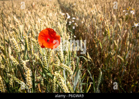 Allemagne, fleur de pavot dans un champ de maïs, blé. Deutschland, Mohnbluete in einem Weizenfeld. Banque D'Images