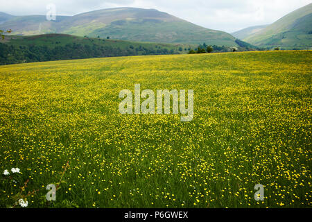 Domaine de renoncules poussant dans les terres agricoles en vertu de la rotation des cultures underskiddaw Keswick Cumbria england uk Banque D'Images