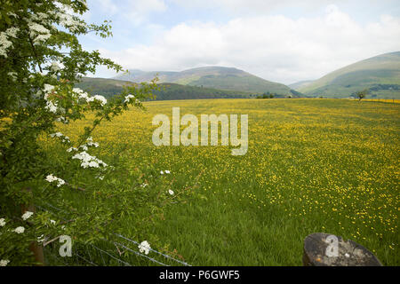 Domaine de renoncules poussant dans les terres agricoles en vertu de la rotation des cultures underskiddaw Keswick Cumbria england uk Banque D'Images