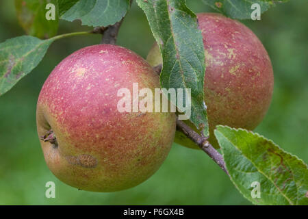 Tydeman's la fin de l'Orange. Dessert apple. Fruits mûrs sur un arbre dans un verger bio à Bristol. Banque D'Images