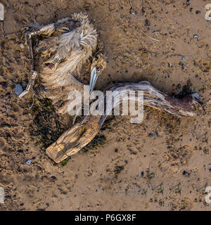 Bassan morts sur la plage de marske Banque D'Images