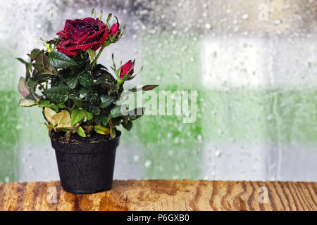 L'horticulture et le processus de préparation des semis pré pour la nouvelle saison Banque D'Images