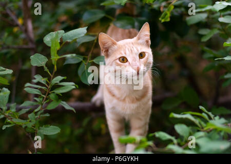 Gingembre sans-abri beau chat on tree Banque D'Images