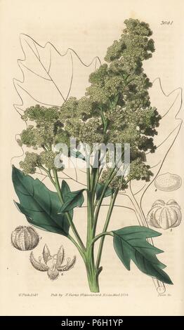 Utile, quinoa Chenopodium quinoa. La gravure sur cuivre coloriée après une illustration botanique par Walter Fitch de William Jackson Hooker's Botanical Magazine, Londres, 1838. Banque D'Images