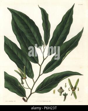 Déduits l'anone, Annona reticulata. La gravure sur cuivre coloriée par Swan après une illustration par le Révérend L. Guilding de Samuel Curtis's Botanical Magazine ', Londres, 1829. Banque D'Images