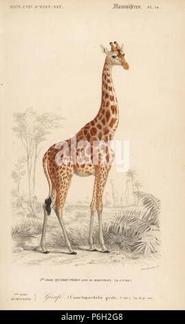 Girafe, Giraffa camelopardalis. Gravure coloriée par Annedouche de Charles d'Orbigny, Dictionnaire Universel d'Histoire Naturelle (Dictionnaire d'Histoire Naturelle), Paris, 1849.