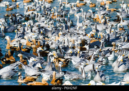 Grand ensemble d'oies à tête de bar et l'érismature rousse dans shelducks Zongjiao Lukang park, Lhassa, Tibet Banque D'Images