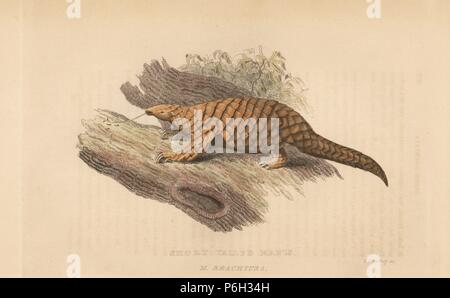 Manis pentadactyla, pangolin chinois. En voie de disparition. (Short-tailed manis Manis, Brachyura). La gravure sur cuivre coloriée par T. Bradley de Edward Griffith le royaume animal par le Baron Cuvier, Londres, Whittaker, 1825. Banque D'Images