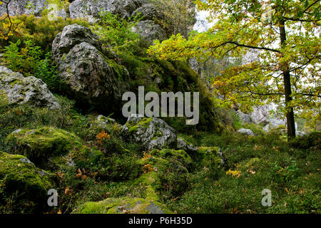 Rocks moss wit et un arbre dans la nature dans la forêt de Bavière Banque D'Images