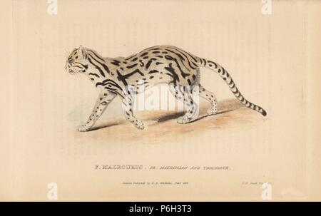 , Margay Leopardus wiedii (Felis macrourus). Nommé d'après le Prince Maximilien de Wied-Neuwied. La gravure sur cuivre coloriée par Griffith, Harriet ou Edward, après une illustration par Charles Hamilton Smith, de Edward Griffith le royaume animal par le Baron Cuvier, Londres, Whittaker, 1825. Banque D'Images