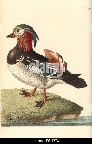 Canard Mandarin Aix galericulata (Chinois, Teal, Anas galericulata). Illustration dessiné et gravé par Richard Nodder Sciences. Coloriée à la gravure sur cuivre de George Shaw et Frederick Nodder's 'Le Naturalist's Miscellany, Londres, 1809. Banque D'Images