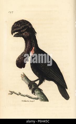 Amazonian umbrellabird, Cephalopterus ornatus (ampelis Ampelis avait parapluie, umbellata). Illustration dessiné et gravé par Richard Nodder Sciences. Coloriée à la gravure sur cuivre de George Shaw et Frederick Nodder's 'Le Naturalist's Miscellany, Londres, 1809. Banque D'Images