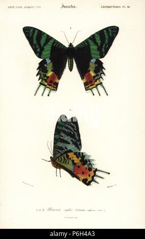 Papillon Chrysiridia malgache le coucher du soleil, rhipheus (Urania riphaeus). Gravure coloriée par Fournier après une illustration par Blanchard, de Charles d'Orbigny's 'Dictionnaire universel d'Histoire Naturelle" (Dictionnaire Universel d'Histoire Naturelle), Paris, 1849. Banque D'Images