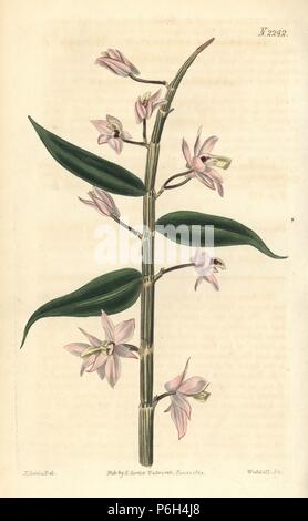 Orchidée dendrobium sans feuilles, Dendrobium aphyllum (dendrobium, Dendrobium cucullatum). Coloriée par la gravure sur cuivre d'après un dessin de Weddell John Curtis pour Samuel Curtis' poursuite de William Curtis' Botanical Magazine, Londres, 1821. Banque D'Images
