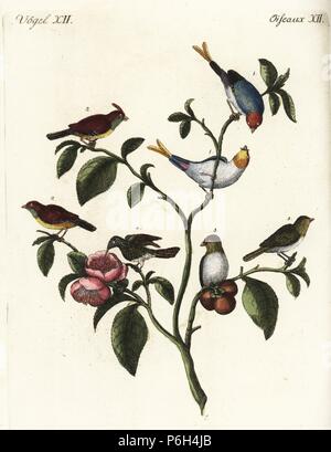 Les bruants nains chinois 1,2,3 et verveine hummingbird, Mellisuga minima 4, sur un théier, Camellia sinensis. Coloriée à la gravure sur cuivre de Johann Friedrich de Bertuch Bilderbuch fur Kinder (Livre d'images pour les enfants), Weimar, 1792. Banque D'Images