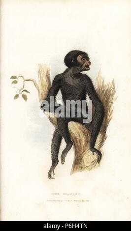 Siamang, Symphalangus syndactylus. En voie de disparition (Siamang, Simia syndactylus). Dessiné et gravé par Thomas Landseer. Coloriée à la gravure sur cuivre de Edward Griffith le royaume animal par le Baron Cuvier, Londres, Whittaker, 1824. Banque D'Images