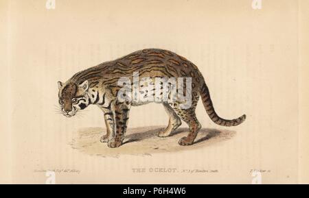 L'ocelot, Leopardus pardalis. Gravée par Thomas après Landseer une illustration par Charles Hamilton Smith. Coloriée à la gravure sur cuivre de Edward Griffith le royaume animal par le Baron Cuvier, Londres, Whittaker, 1825. Banque D'Images