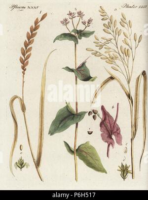 Les céréales et grains : épeautre ou dinkled blé, Triticum spelta 1, sarrasin, Fagopyrum esculentum 2, et le riz, Oryza sativa 3. Coloriée à la gravure sur cuivre de Johann Friedrich de Bertuch Bilderbuch fur Kinder (Livre d'images pour les enfants), Weimar, 1795. Banque D'Images