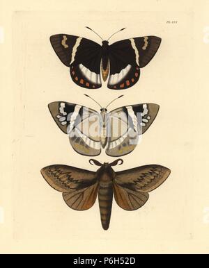 Banana stem Borer Moth, Telchin licus Pachypasa otus 1,2, et 3 espèce. Lithographie coloriée de John O. Westwood's nouvelle édition de Dru Drury's 'Illustrations d'Entomologie, exotiques' Bohn, Londres, 1837. Banque D'Images