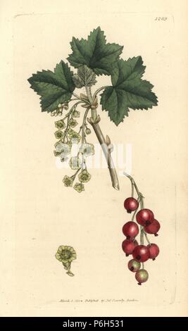 Groseille, Ribes rubrum. Coloriée à la gravure sur cuivre d'après un dessin de James Sowerby pour James Smith's English botanique, 1804. Banque D'Images