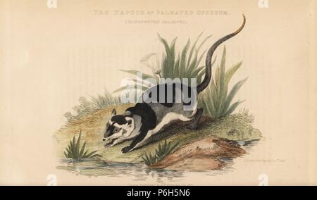 L'eau, de l'opossum ou Yapok Chironectes minimus (yapock ou opossum semipalmé, Chironectes palmata). La gravure sur cuivre coloriée par Thomas après Landseer une illustration par Charles Hamilton Smith, de Edward Griffith le royaume animal par le Baron Cuvier, Londres, Whittaker, 1825. Banque D'Images