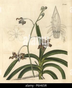 Lattice-comme paterned vanda Vanda tessellata, fleurs (fleurs Damier, vanda Vanda roxburghii). Coloriée à la gravure sur cuivre pour Samuel Curtis' poursuite de William Curtis' Botanical Magazine, Londres, 1822. Banque D'Images