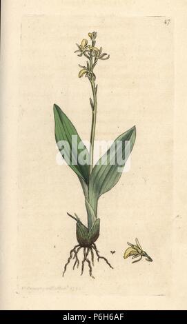 Orchidée Liparis loeselii Fen, Nain (ophrys, Ophrys loeselii). La gravure sur cuivre coloriée après une illustration par James Sowerby de James Smith's English Botany, Londres, 1792. Banque D'Images
