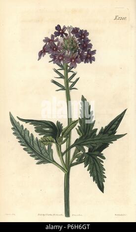 Rose verveine, Glandularia canadensis (Lambert, verveine, Verbena lamberti). Coloriée par la gravure sur cuivre d'après un dessin de Weddell John Curtis pour Samuel Curtis' poursuite de William Curtis' Botanical Magazine, Londres, 1820. Banque D'Images