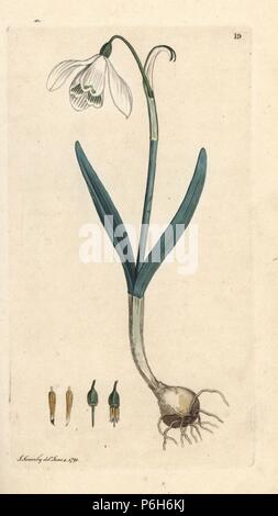 Snowdrop, Galanthus nivalis. La gravure sur cuivre coloriée après une illustration par James Sowerby de James Smith's English Botany, Londres, 1791. Banque D'Images
