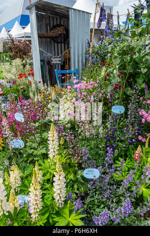 Une sélection de bee-friendly vivaces sur l'affichage à l'usine Village, Gardeners' World Live, 2018. Linaria, delphimiums rubnes, Trifolium, nepeta, Banque D'Images