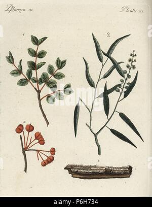 Roughbark lignum-vitae, Gaïac officinal, 1 gousses d'un, (en voie de disparition), et cascarilla, Croton eluteria 2, l'écorce b. Coloriée à la gravure sur cuivre de Johann Friedrich de Bertuch Bilderbuch fur Kinder (Livre d'images pour les enfants), Weimar, 1792. Banque D'Images