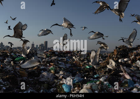 Un troupeau d'ibis sacré sur l'enfouissement profond Robinson dans la capitale commerciale de l'Afrique du sud de Johannesburg Banque D'Images