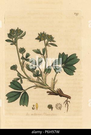 Sibbaldia Sibbaldia procumbens, rampante, utilisé par les Inuits pour un plateau appelé arpehutik. Coloriée à la gravure sur cuivre d'après un dessin de James Sowerby pour James Smith's English botanique, 1801. Banque D'Images