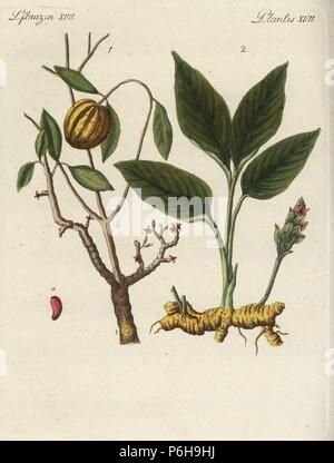 Brindleberry ou garcinia cambogia, Garcinia gummi-gutta, et le curcuma, Curcuma longa. Coloriée à la gravure sur cuivre de Johann Friedrich de Bertuch Bilderbuch fur Kinder (Livre d'images pour les enfants), Weimar, 1792. Banque D'Images