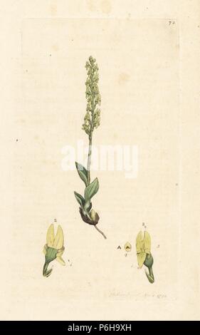 Bog orchid, Hammarbya paludosa (Marsh tway, Malaxis paludosa à lame). La gravure sur cuivre coloriée après une illustration par James Sowerby de James Smith's English Botany, Londres, 1792. Banque D'Images