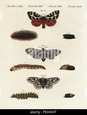 Jardin Tiger Moth, Arctia caja 1 chèvre, espèce, Cossus cossus, 2 et petit papillon empereur, Saturnia pavonia 3, papillon, chenille et chrysalide. Coloriée à la gravure sur cuivre de Johann Friedrich de Bertuch Bilderbuch fur Kinder (Livre d'images pour les enfants), Weimar, 1802. Banque D'Images
