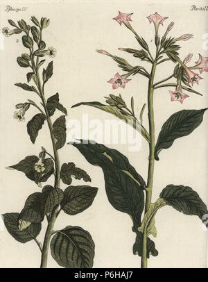 Virginian ou conjoint de tabac, Nicotiana tabacum 1, et sauvages ou sacrée, tabac Nicotiana rustica 2. Coloriée à la gravure sur cuivre de Johann Friedrich de Bertuch Bilderbuch fur Kinder (Livre d'images pour les enfants), Weimar, 1792. Banque D'Images