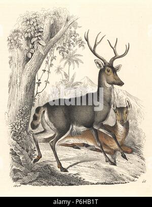 Wapiti (Cervus canadensis, American deer, Cervus alces americanus), Cerf et biche. Lithographie coloriée de Carl Hoffmann's Book of the World, Stuttgart, 1848. Banque D'Images