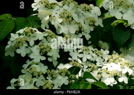 Viburnum Plicatum en fleur Banque D'Images