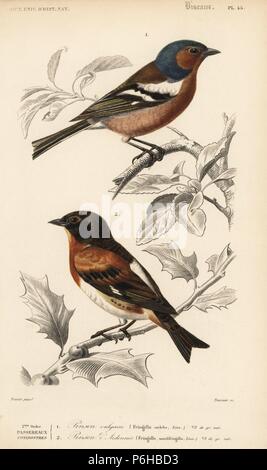 Chaffinch, Fringilla coelebs, et pinson, Fringilla montifringilla. Gravure coloriée par Fournier après une illustration par Edouard Travies de Charles d'Orbigny, Dictionnaire Universel d'Histoire Naturelle (Dictionnaire d'Histoire Naturelle), Paris, 1849. Banque D'Images