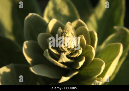 Plante de Verbascum (Mullein), avec des feuilles disposées en spirale, comme rosette Banque D'Images