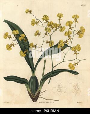 Gomesa flexuosa zig-zag (orchidées, l'Oncidium flexuosum Oncidium). Coloriée par la gravure sur cuivre d'après un dessin de Weddell John Curtis pour Samuel Curtis' poursuite de William Curtis' Botanical Magazine, Londres, 1820. Banque D'Images