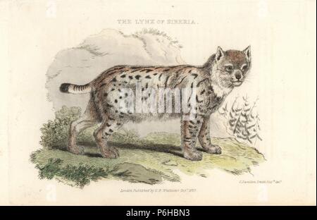 Le lynx d'Eurasie, Lynx lynx. La gravure sur cuivre coloriée par Thomas après Landseer une illustration par Charles Hamilton Smith, de Edward Griffith le royaume animal par le Baron Cuvier, Londres, Whittaker, 1825. Banque D'Images