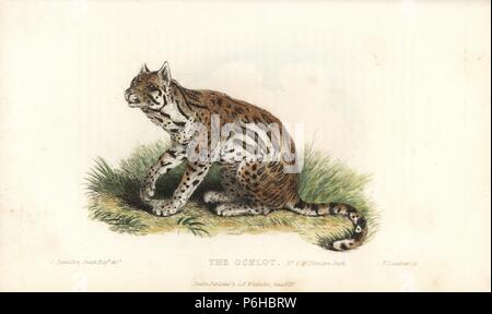 L'ocelot, Leopardus pardalis. Gravée par Thomas après Landseer une illustration par Charles Hamilton Smith. Coloriée à la gravure sur cuivre de Edward Griffith le royaume animal par le Baron Cuvier, Londres, Whittaker, 1825. Banque D'Images