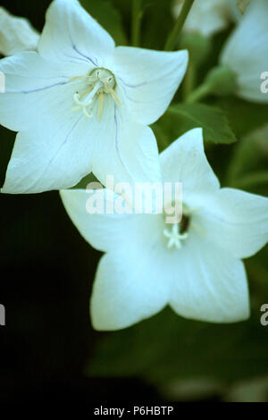 Bell blanc fleurs Banque D'Images