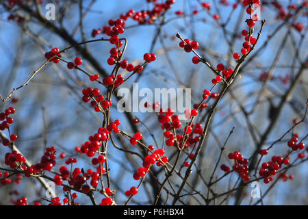 Arbuste de Winterberry sans feuilles en hiver, avec des branches pleines de fruits rouges Banque D'Images