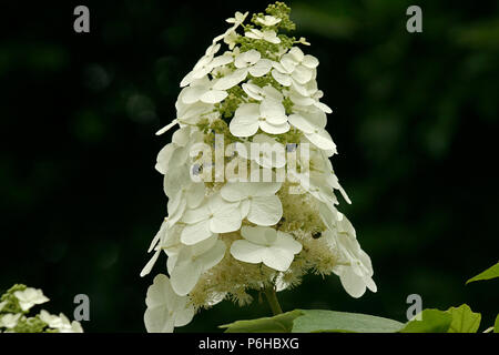 Hydrangea paniculata en fleur Banque D'Images